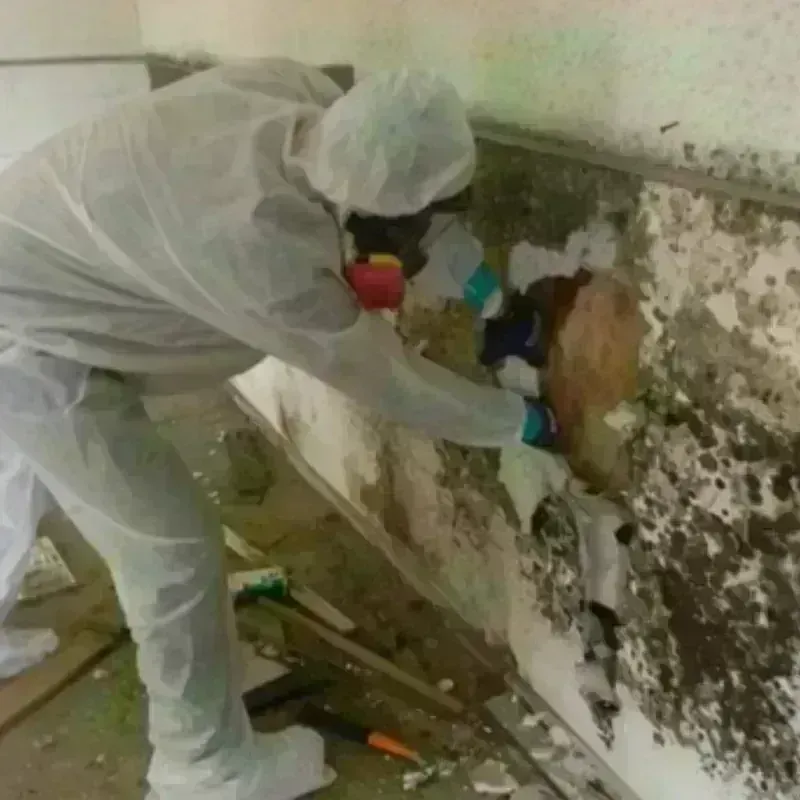 Mold Remediation and Removal in White Haven, PA